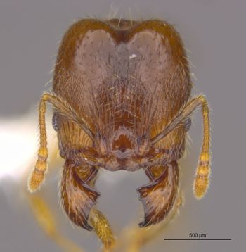 Media type: image;   Entomology 36173 Aspect: head frontal view